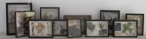 antieke collectie insecten beestjes kruiden, vlinders in box, Antiek en Kunst, Curiosa en Brocante, Verzenden