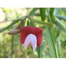 69/ zaden van Lathyrus clymenum - siererwt bio