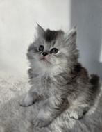 British long-haired kitten, Dieren en Toebehoren, Katten en Kittens | Raskatten | Korthaar, Poes