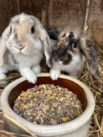 Lieve kleine hangoortjes, Dieren en Toebehoren, Konijnen, Meerdere dieren, Dwerg, Hangoor