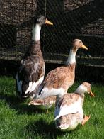 Indische loopeenden | Verschillende kleuren | Goed advies, Dieren en Toebehoren, Pluimvee, Meerdere dieren, Eend