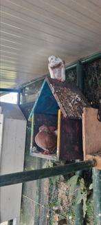 Duif, Dieren en Toebehoren, Meerdere dieren, Overige soorten