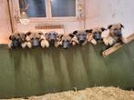 Super Mechelse Herder Puppies, Rabiës (hondsdolheid), 8 tot 15 weken, Meerdere, Meerdere dieren