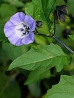 Zaden Nicandra psychalodes, Verzenden, Volle zon
