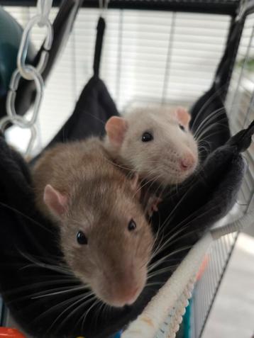 2 lieve Tamme ratten zoeken een nieuwe huis.