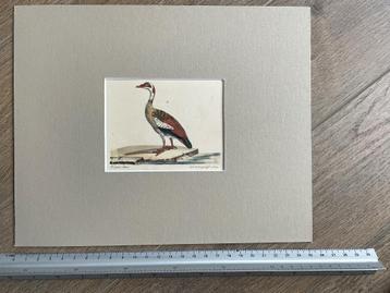 1830 - Nijlgans - Vogel - oud - gravure gekleurd beschikbaar voor biedingen