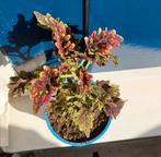 Coleus Gilda - Kleurrijke Kamerplant in Pot, Ophalen, Overige soorten, Halfschaduw, In pot