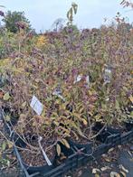 Callicarpa bodinieri 'Profusion' Struik, paarse bessen strui, Tuin en Terras, Planten | Struiken en Hagen, Ophalen of Verzenden
