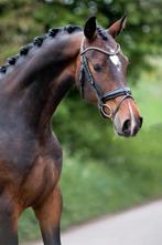 Lieve 5 jarige ruin, Dieren en Toebehoren, Paarden, Gechipt, Ruin, Dressuurpaard, 3 tot 6 jaar