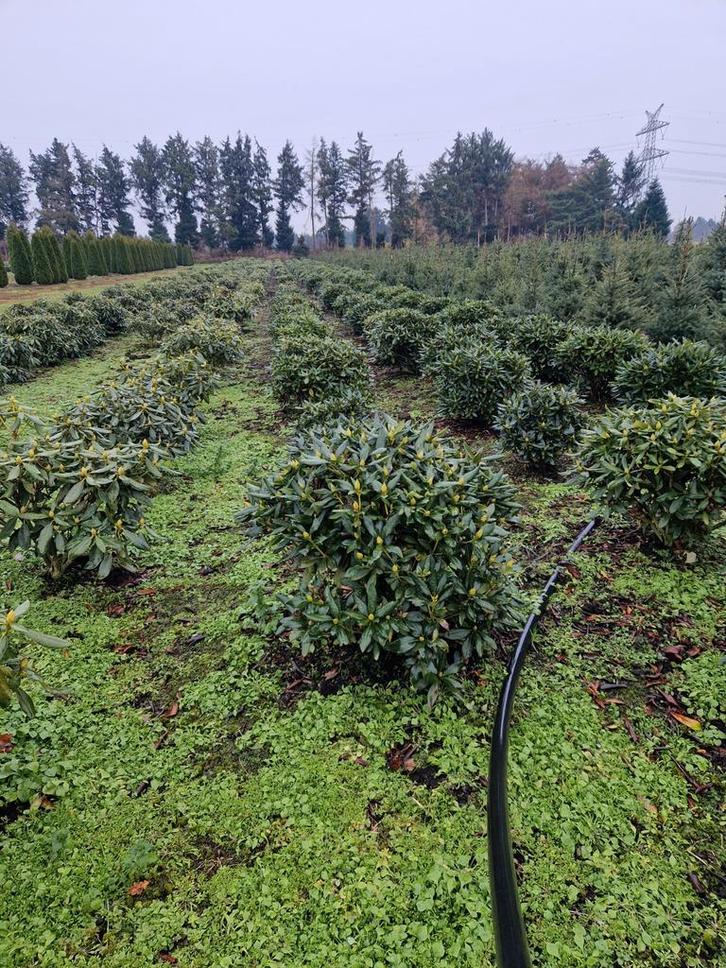 Rhododendron Cunningham's White - Prachtige bloeier, Tuin en Terras, Planten | Tuinplanten, Overige soorten, Halfschaduw, Ophalen