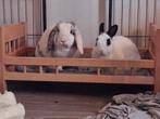 Koppel gecastreerde konijnen met ruime ren en toebehoren, Dieren en Toebehoren, Meerdere dieren, Hangoor