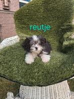 Te koop mooie speelse boomer pups, Dieren en Toebehoren, Parvo, Overige rassen, 8 tot 15 weken, Meerdere