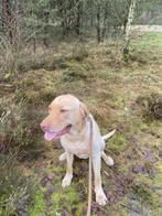 Bowie , lieve blonde labrador reu, Dieren en Toebehoren, Honden | Niet-rashonden, Reu, 1 tot 2 jaar, Eén hond, Nederland