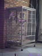 Inka kaketoe, Dieren en Toebehoren, Vogels | Parkieten en Papegaaien, Mannelijk, Papegaai, Tam