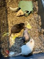 4 tamme ratten vrouwen te koop., Dieren en Toebehoren, Knaagdieren, Rat, Februari, Vrouwelijk, Tam