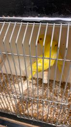 Halsband parkieten, Dieren en Toebehoren, Vogels | Kanaries, Meerdere dieren, Kleurkanarie