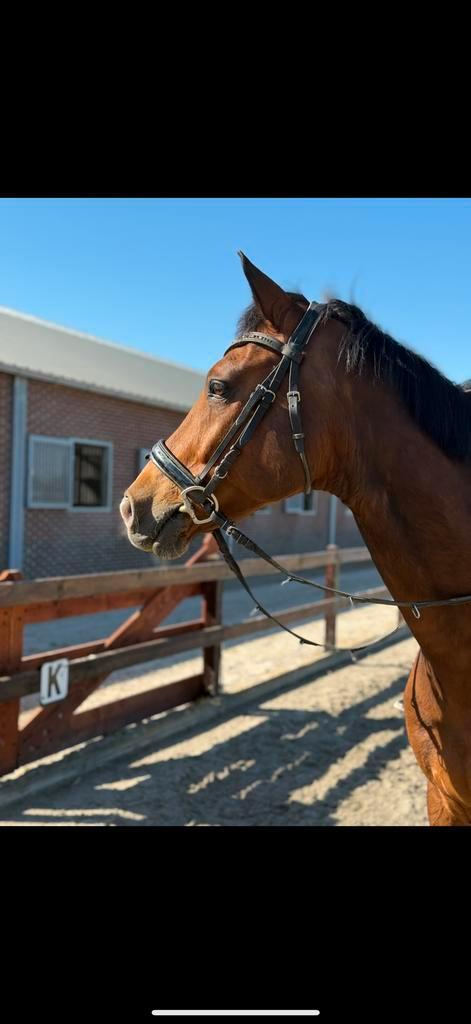 17 jarige ruin, Dieren en Toebehoren, Paarden, Ruin, 160 tot 165 cm, 11 jaar of ouder, Recreatiepaard, Met stamboom, Gechipt, Ontwormd