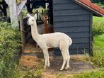 Mooie statige alpaca hengst (3,5 jaar), Mannelijk, Voor 1 juli 2024