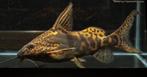 3 synodontis greshoffi, Dieren en Toebehoren, Vis, Zoetwatervis, Schoolvis