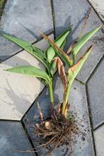 Canna Rood Indisch Bloemriet wortelstok knol of zaden, Ophalen of Verzenden, Voorjaar, Volle zon, Wortelstok