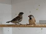 Splitsstaartamadine en Japanse meeuw, Dieren en Toebehoren, Vogels | Overige Vogels, Meerdere dieren, Tropenvogel