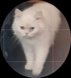 Britslanghaar, Dieren en Toebehoren, Katten en Kittens | Overige Katten, Poes