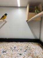 zwart kopsijs koppel, Dieren en Toebehoren, Vogels | Overige Vogels, Meerdere dieren, Tropenvogel