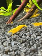 Yellow fire garnalen, Dieren en Toebehoren, Kreeft, Krab of Garnaal