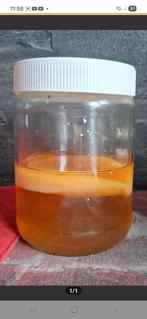 verse scoby voor kombucha maken, Ophalen
