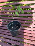 Jonge Hibiscus plant - 30cm, Volle zon, Vaste plant, Zomer, Ophalen