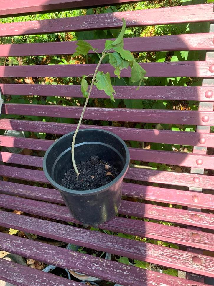 Jonge Hibiscus plant - 30cm, Tuin en Terras, Planten | Tuinplanten, Vaste plant, Overige soorten, Volle zon, Zomer, Ophalen