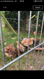 Jonge kipjes (kuikens) kruising serama chocin kriel, Dieren en Toebehoren, Pluimvee, Meerdere dieren, Kip