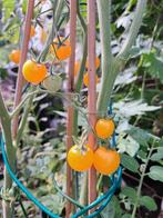 Zaden Tomaat Citrus grape, Verzenden, Voorjaar, Volle zon, Zaad