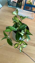 Hoya Krimson Princess #1, Ophalen of Verzenden, Overige soorten, Minder dan 100 cm
