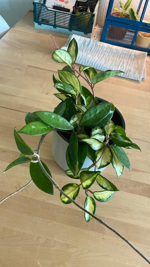 Hoya Krimson Princess #1, Huis en Inrichting, Kamerplanten, Overige soorten, Minder dan 100 cm, Ophalen of Verzenden