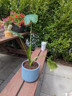 Olifantsoor (binnenplant), Ophalen, Overige soorten, Minder dan 100 cm