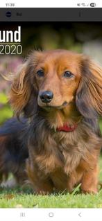 GEZOCHT :  langharig rode dwergteckel teefje, Dieren en Toebehoren, Honden | Teckels en Dashonden, België, Particulier, 8 tot 15 weken