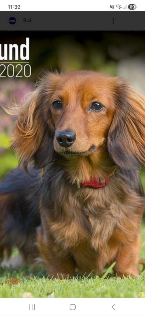 GEZOCHT :  langharig rode dwergteckel teefje, Dieren en Toebehoren, Honden | Teckels en Dashonden, Teef, Langhaar, Particulier