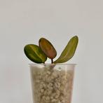Gewortelde kamerplant stek - Hoya Australis Lisa, Ophalen of Verzenden, Overige soorten, Minder dan 100 cm