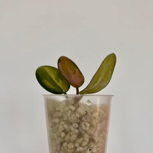 Gewortelde kamerplant stek - Hoya Australis Lisa, Huis en Inrichting, Kamerplanten, Overige soorten, Minder dan 100 cm, Ophalen of Verzenden