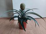 Ananas Comosus - Ananasplant / Anti-snurkplant H: 30 cm., Ophalen, Overige soorten, Halfschaduw, Minder dan 100 cm