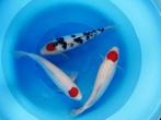 VHQ tancho kohaku SANKE, Karper of Koi
