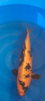 Kin Ki Utsuri, Dieren en Toebehoren, Vissen | Vijvervissen, Karper of Koi