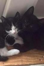 🐾2 lieve kittens🐾, Meerdere dieren, 0 tot 2 jaar