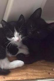 🐾2 lieve kittens🐾 beschikbaar voor biedingen