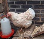 2 kippen kip gratis incl voer op te halen, Vrouwelijk, Kip