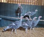 Kalkoenen, Dieren en Toebehoren, Pluimvee, Meerdere dieren, Kalkoen