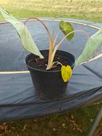 Colocasia pink china, Tuin en Terras, Planten | Tuinplanten, Volle zon, Vaste plant, Bloeit niet, Ophalen
