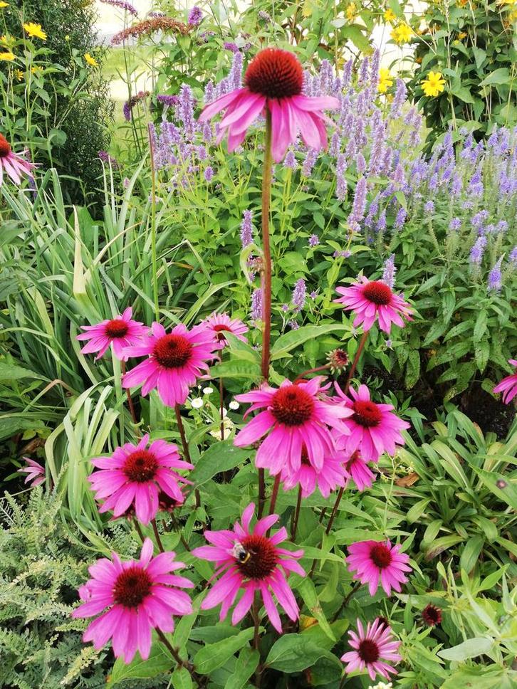 Zonnehoed roze magnus, white swan, gele, Tuin en Terras, Planten | Tuinplanten, Vaste plant, Volle zon, Zomer, Ophalen