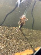 Algeneters, Dieren en Toebehoren, Vissen | Aquariumvissen, Vis